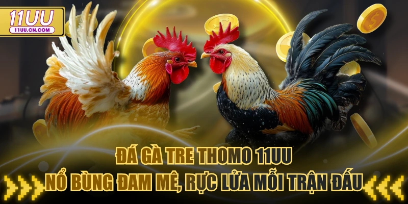 Đá gà tre Thomo