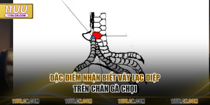 Đặc điểm nhận biết vảy lạc diệp trên chân gà chọi