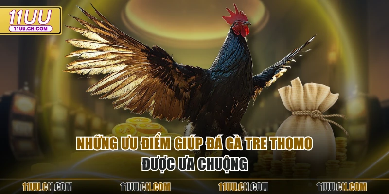 Những ưu điểm giúp Đá gà tre Thomo được ưa chuộng