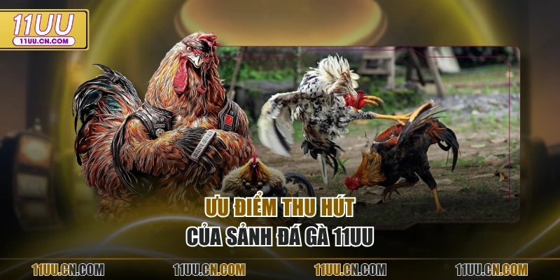 Ưu điểm thu hút của sảnh Đá Gà 11UU